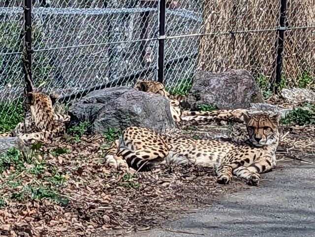 大分アフリカンサファリのサファリゾーンにいるチーターの画像